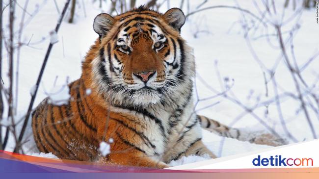 Keunikan Dan Terancamnya Harimau Siberia Si Raja Kucing