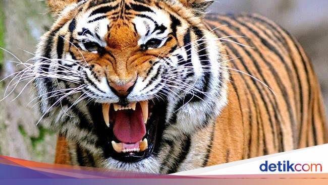 Bukan Hanya Daging Babi Hewan Buas dan Bertaring Juga Haram Bukan Hanya Daging Babi Hewan Buas dan Bertaring Juga Haram