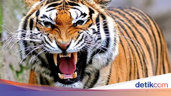 Bukan Hanya Daging Babi Hewan Buas Dan Bertaring Juga Haram