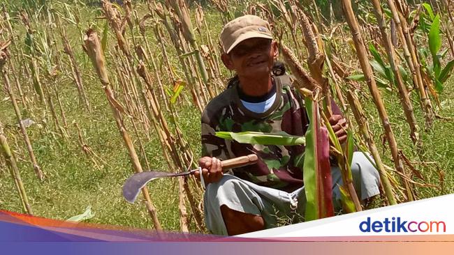 Hama Tikus Serang Kebun Jagung Siap Panen Hama Tikus Serang Kebun Jagung Siap Panen