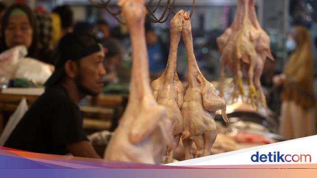 Sebab Harga Ayam Rp 45 Ribu Pemkot Bandung Stok Habis Sebab Harga Ayam Rp 45 Ribu Pemkot Bandung Stok Habis