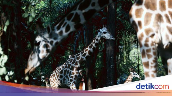 Potret Binatang di Ragunan yang Kangen Dikunjungi Foto 5 Potret Binatang di Ragunan yang Kangen Dikunjungi Foto 5