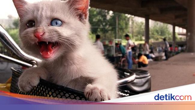 Miris Ratusan Kucing Ini Dicuri Di China Untuk Dijadikan Santapan