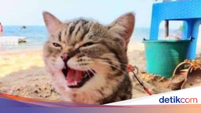Gemasnya Ekspresi Anak Kucing Saat Perdana Ke Pantai