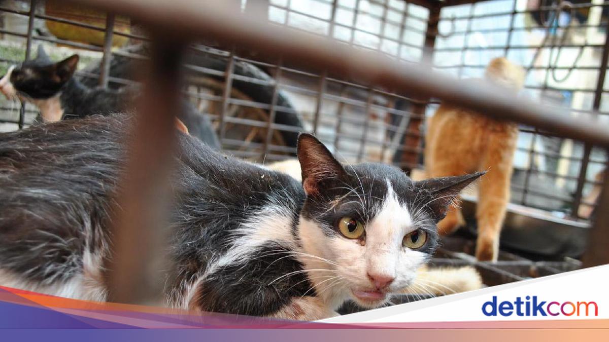 3 Negara Asia Ini Punya Tradisi Konsumsi Daging Kucing