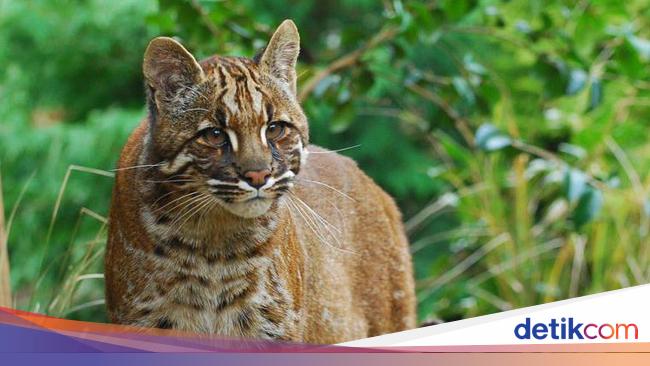 Potret Kucing Emas Langka Yang Terancam Punah