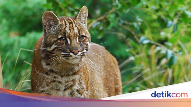 Potret Kucing Emas Langka Yang Terancam Punah