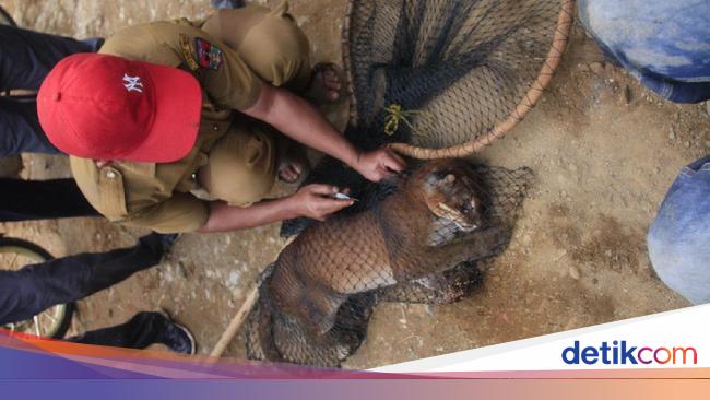 5 Fakta Kucing Emas Yang Terancam Punah