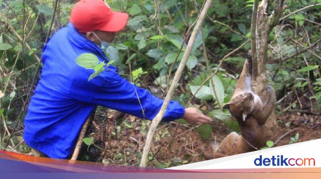 Akhir Cerita Kucing Emas Langka Yang Kena Jerat Babi Di Sumbar