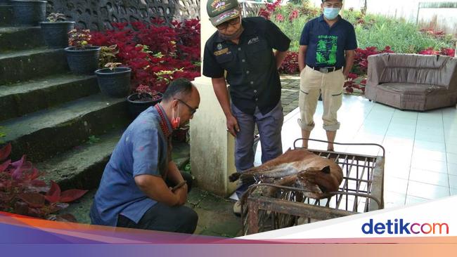 Sedih Kucing Emas Langka Yang Kena Jerat Babi Di Sumbar Mati