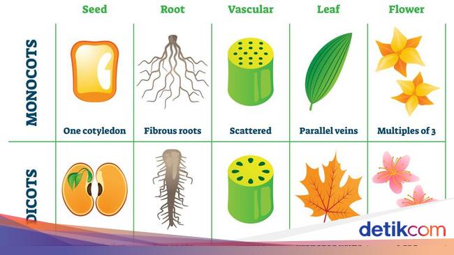 Ciri ciri morfologi tumbuhan dikotil adalah