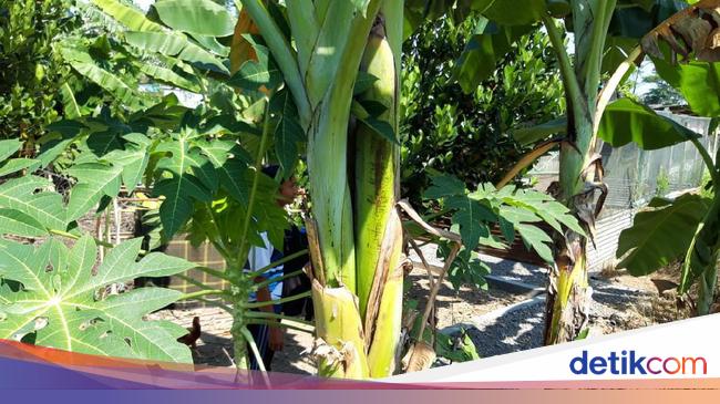 Pohon pohon Pisang di Boyolali Ini Batang dan Tandannya Pohon pohon Pisang di Boyolali Ini Batang dan Tandannya