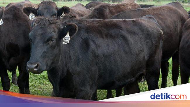Waduh! Sapi Wagyu Seberat 400 Kg Ini Kabur Saat Akan Dilelang