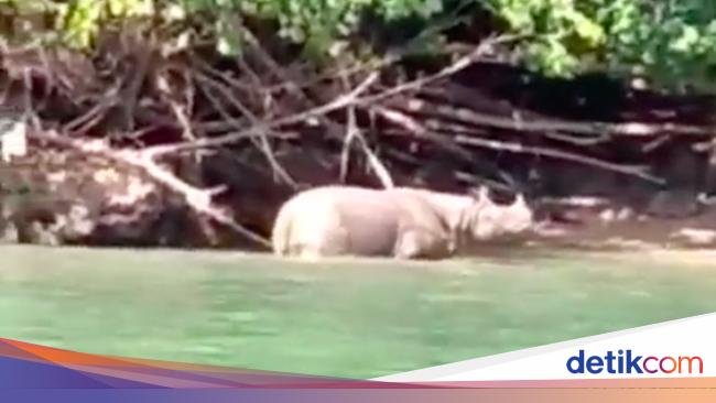 Tega! Pemburu Beberkan Cara Lumpuhkan Badak Demi Dapatkan Cula