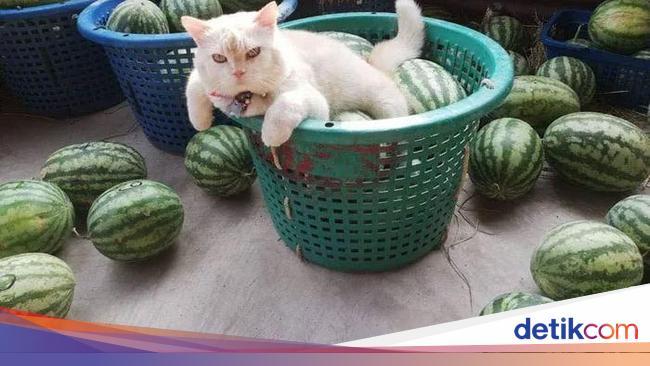 Pearl Kucing Berwajah Galak Yang Jadi Pengawas Kebun Semangka