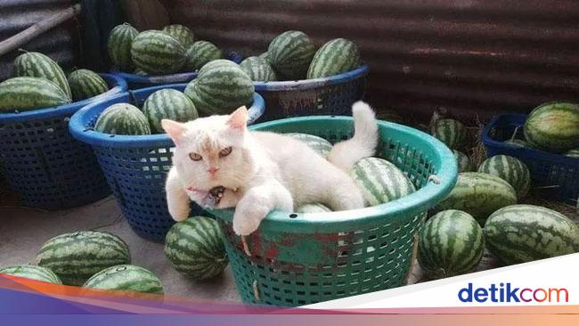 Potret Kucing Pemarah Tapi Tetap Imut