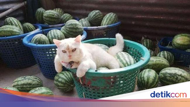 Potret Kucing Pemarah Tapi Tetap Imut Foto 5