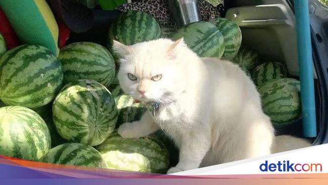 Mau Kerja Diawasi Kucing Jutek Ini