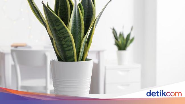 Segala Hal tentang Tanaman Lidah Mertua Jenis Manfaat Segala Hal tentang Tanaman Lidah Mertua Jenis Manfaat