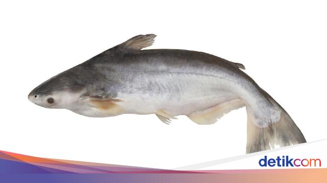 Terungkap Ikan Fillet Dori Ternyata Ikan Patin