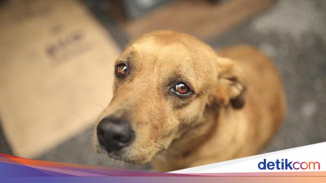 Festival Daging Anjing Yulin di China, di Indonesia Juga ...