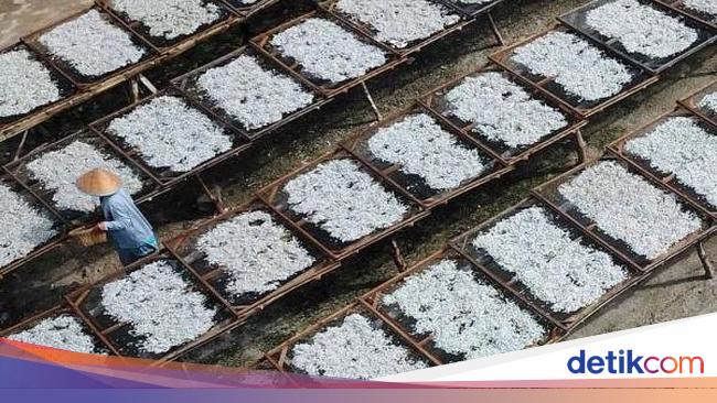 Asinnya Ikan Teri Jadi Sumber Rezeki Warga Pulau Pasaran Bandar Lampung