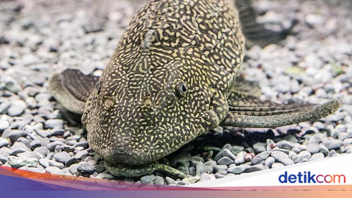 Ikan Sapu-sapu Ramai Dibasmi, Ini Daftar Ikan yang Dianggap Merugikan