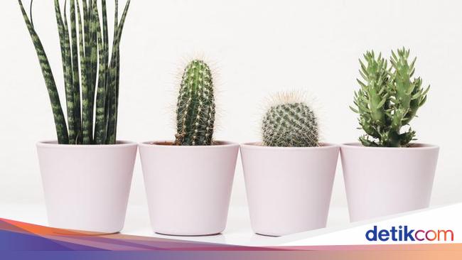 Ini Cara Merawat Kaktus Di Rumah Yang Penting Bagi Pemula Ini Cara Merawat Kaktus Di Rumah Yang Penting Bagi Pemula