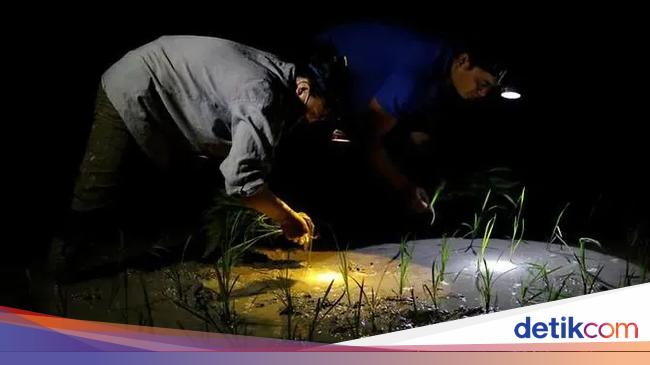 Udara Terlalu Panas Petani Di Vietnam Pilih Tanam Padi Di Malam Hari