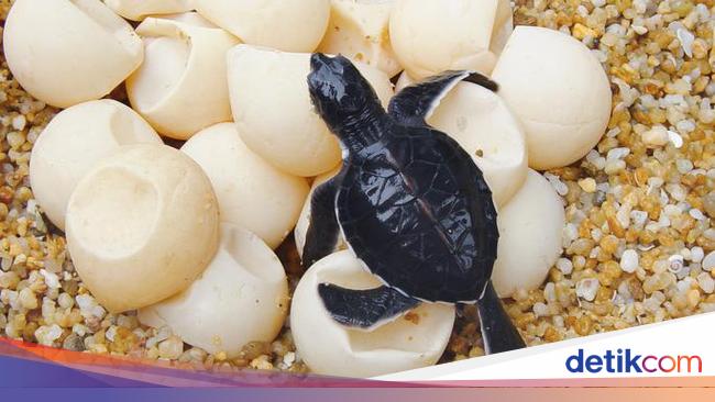 Telur penyu khasiat Telur Penyu