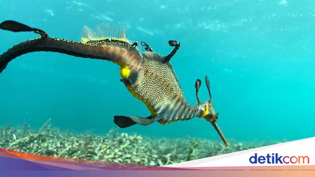 Melihat Naga Laut Baperan di Jakarta Aquarium