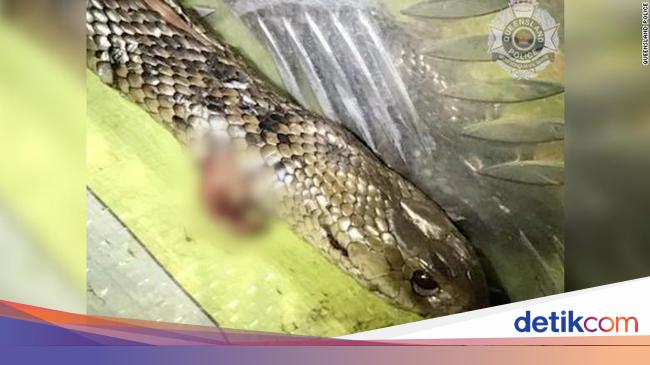 Traveler Vs Ular Paling Mematikan Sedunia