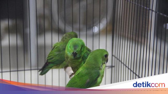 Harga Burung Serindit Penyelundupan Burung Serindit Digagalkan, Pelaku Masih Diburu