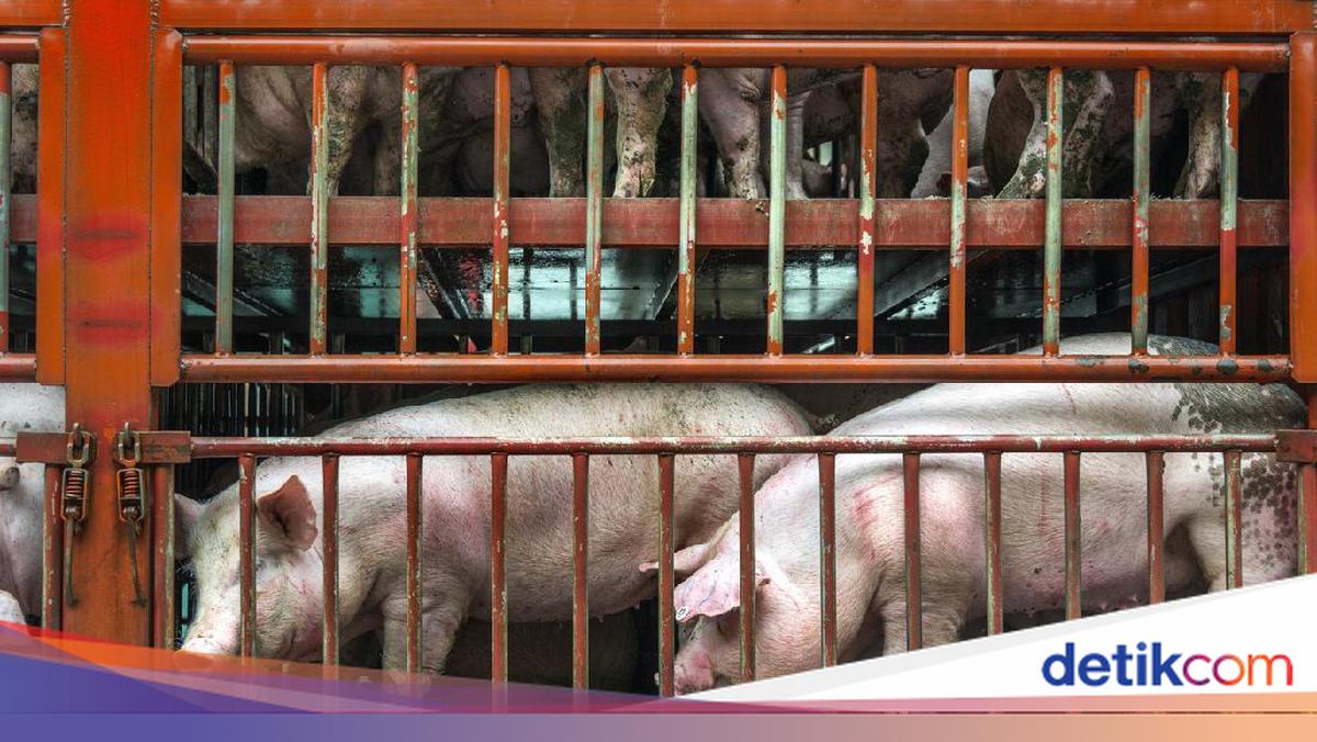 Kronologi Warga Protes Peternakan Babi di Ngepet Berujung Kandang ...