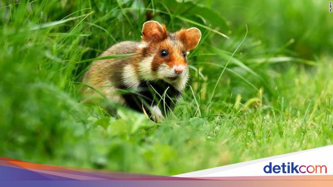 3 Dari 32 000 Spesies Sangat Terancam Punah