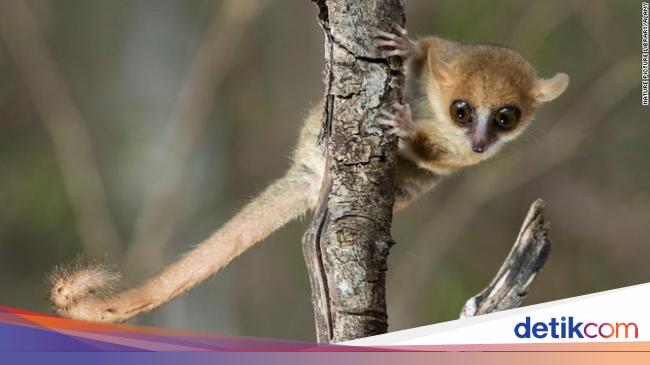 3 Hewan yang Paling Terancam Punah Foto 2 3 Hewan yang Paling Terancam Punah Foto 2