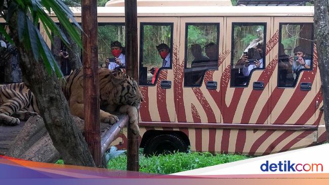 Kebun Binatang Ini Jadi Rujukan Protokol Kesehatan di ...