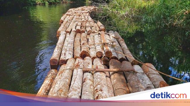 Potret Ratusan Batang Kayu Hasil Illegal Logging di Riau Potret Ratusan Batang Kayu Hasil Illegal Logging di Riau