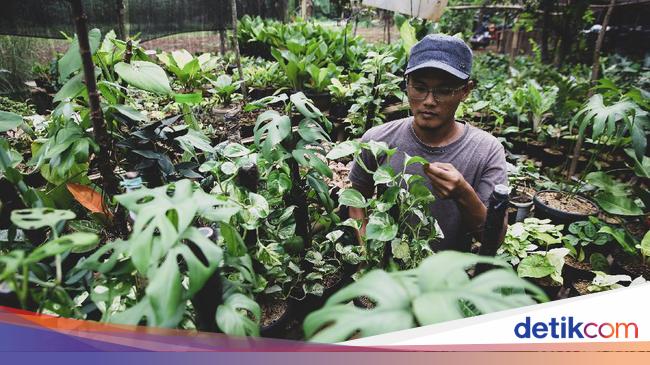 Manfaat Menanam Dan Budidaya Tanaman Hias Monstera Populer Untuk Pecinta Kebun Manfaat Menanam Dan Budidaya Tanaman Hias Monstera Populer Untuk Pecinta Kebun