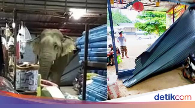 Waduh Ketagihan Durian Gajah Ini Terobos Toko Sampai Dua Kali