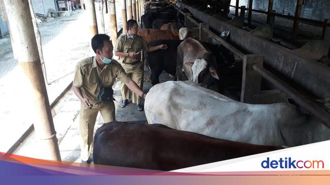 Surat Permohonan Hewan Qurban Proposal Permohonan