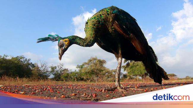 70 Koleksi Gambar Unggas Merak Terbaik