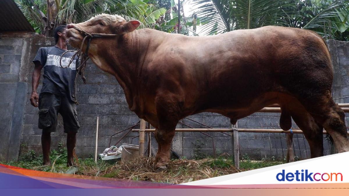 Sapi 1,3 Ton di Banjarnegara Ini Dibanderol Rp 90 Juta, Minat?