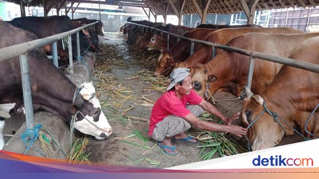 Dampak Covid 19 Harga Sapi Kurban Di Jombang Naik Tapi Penjualan Anjlok Dampak Covid 19 Harga Sapi Kurban Di Jombang Naik Tapi Penjualan Anjlok