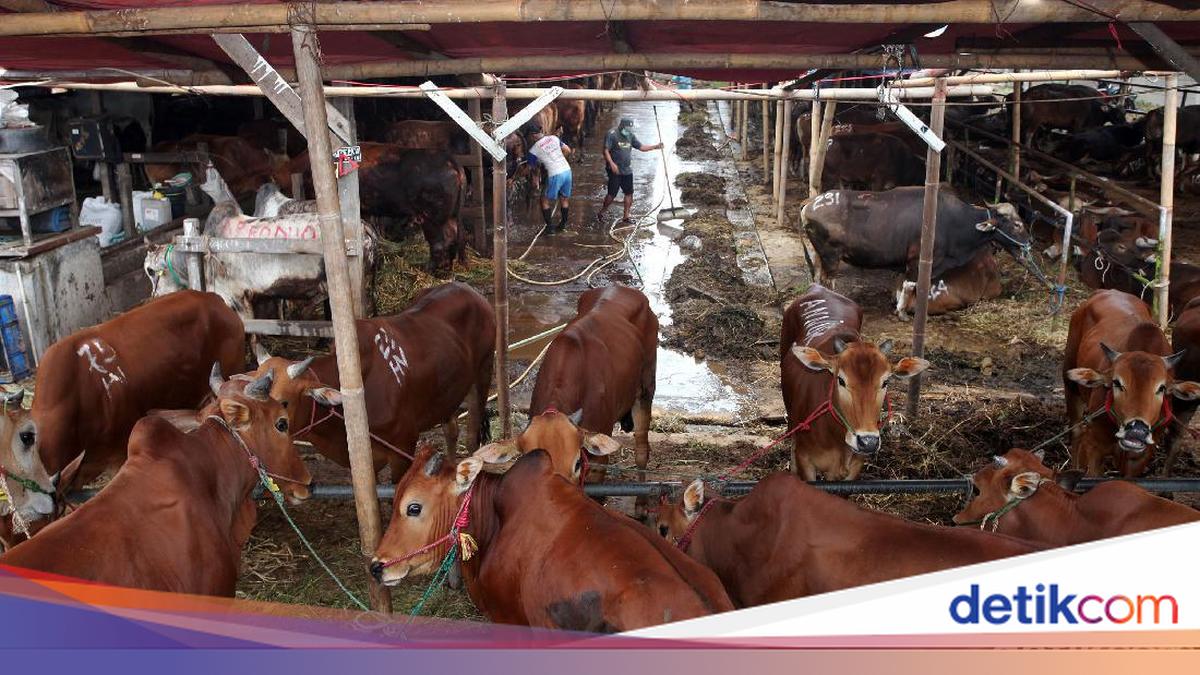 Dharma Jaya Targetkan Pasok 900 Sapi untuk Idul Adha di Jakarta
