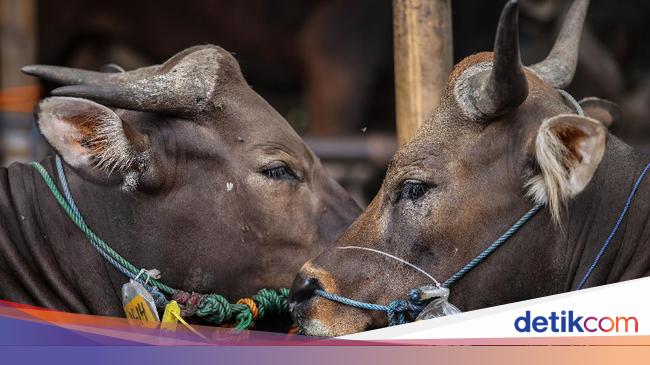 Apa Arti Qurban Dalam Raya Idul Adha Ini Hukum Dan Ketentuannya Apa Arti Qurban Dalam Raya Idul Adha Ini Hukum Dan Ketentuannya