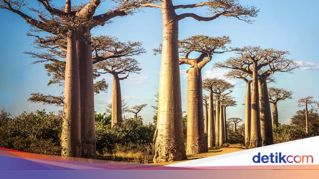 14 Pohon Paling Unik Dan Cantik Sedunia 14 Pohon Paling Unik Dan Cantik Sedunia