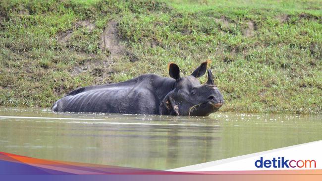 Badak Bercula Satu Mati Akibat Banjir di Taman Nasional India Badak Bercula Satu Mati Akibat Banjir di Taman Nasional India