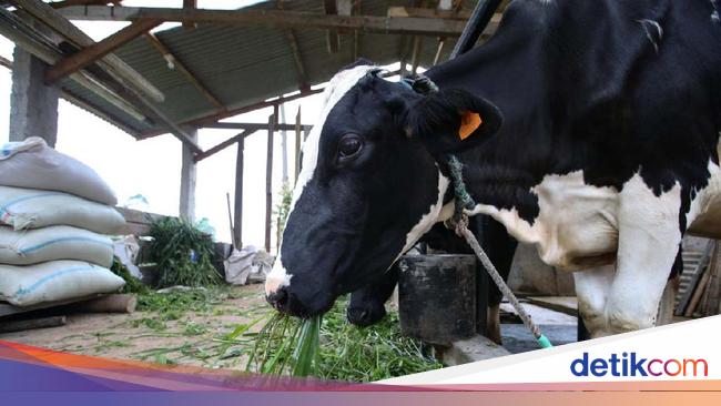 Melihat Peternakan Sapi Perah di Lembang Melihat Peternakan Sapi Perah di Lembang