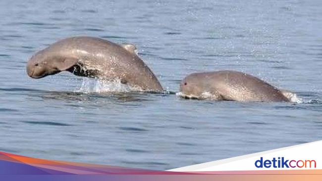 Tentang Pesut Mahakam Lumba Lumba Air Tawar Yang Nyaris Punah